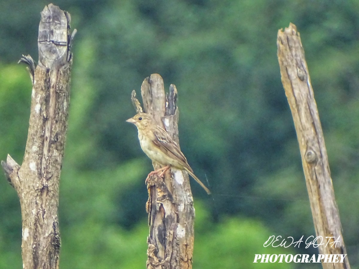 Bruant mélanocéphale - ML644072001