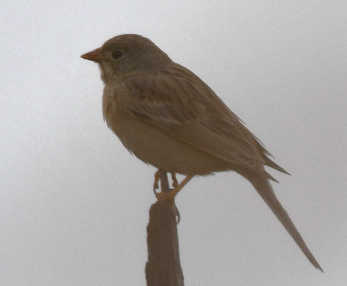 Gray-necked Bunting - ML644072004