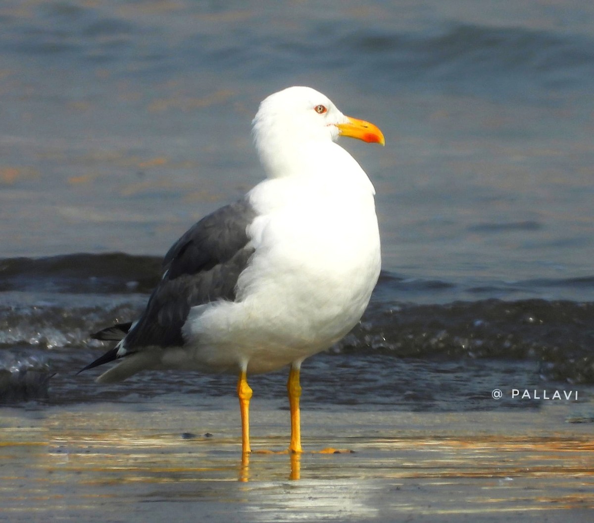 Lesser Black-backed Gull - ML644072007