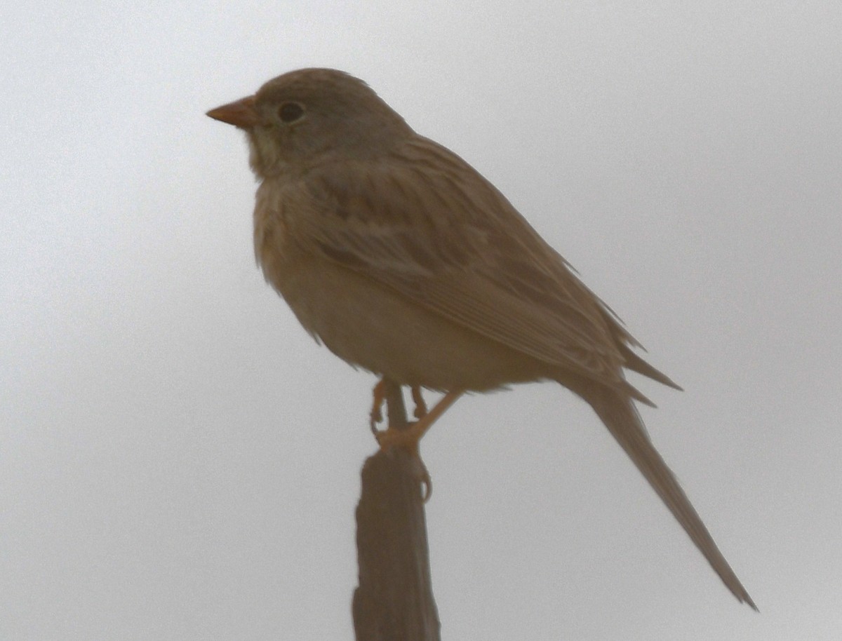 Gray-necked Bunting - ML644072008