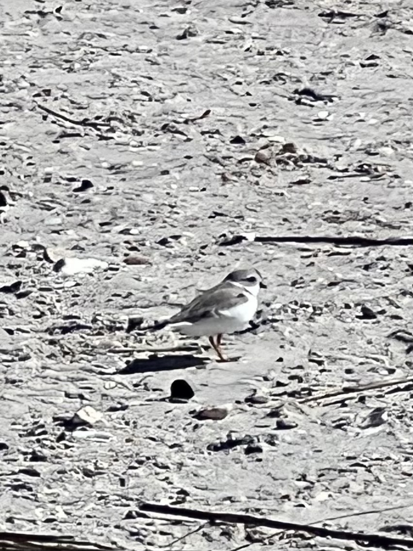 Piping Plover - ML644072011