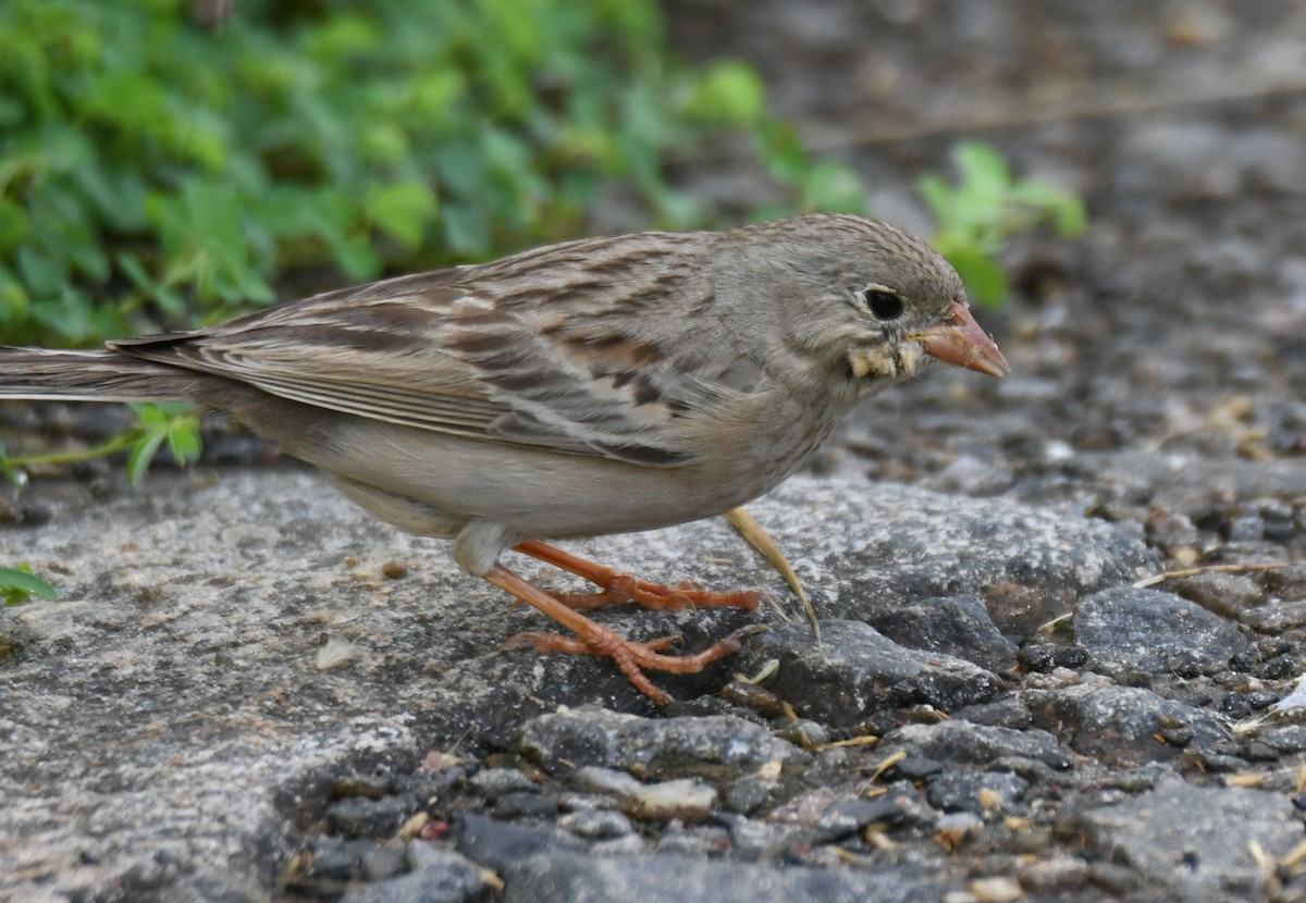 Gray-necked Bunting - ML644072013