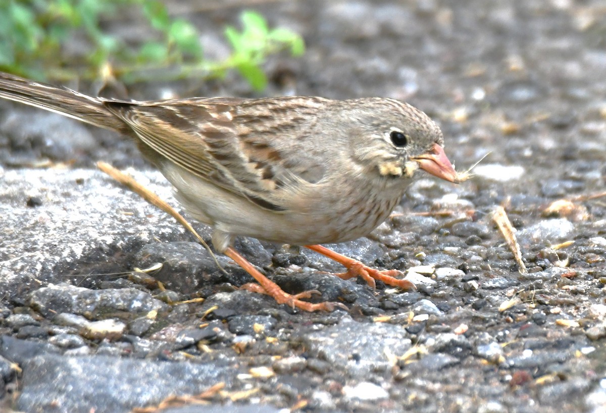 Gray-necked Bunting - ML644072017