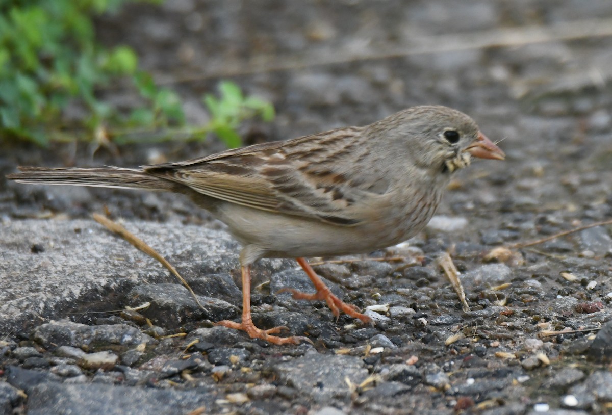 Gray-necked Bunting - ML644072018