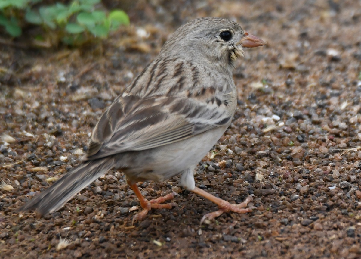 Gray-necked Bunting - ML644072020