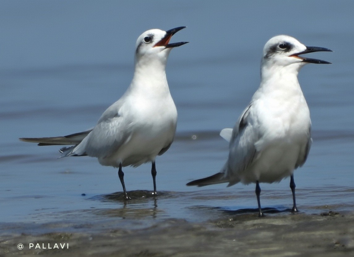 Gull-billed Tern - ML644072021