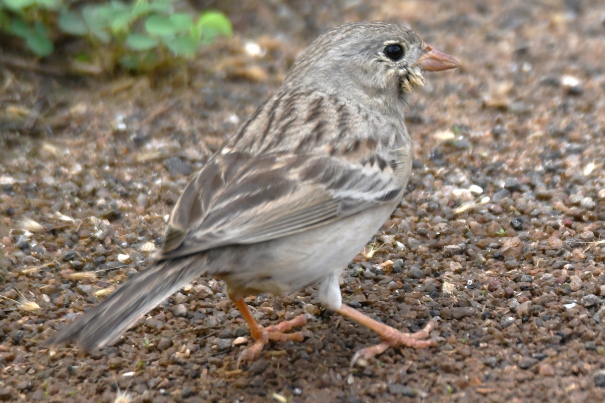Gray-necked Bunting - ML644072023