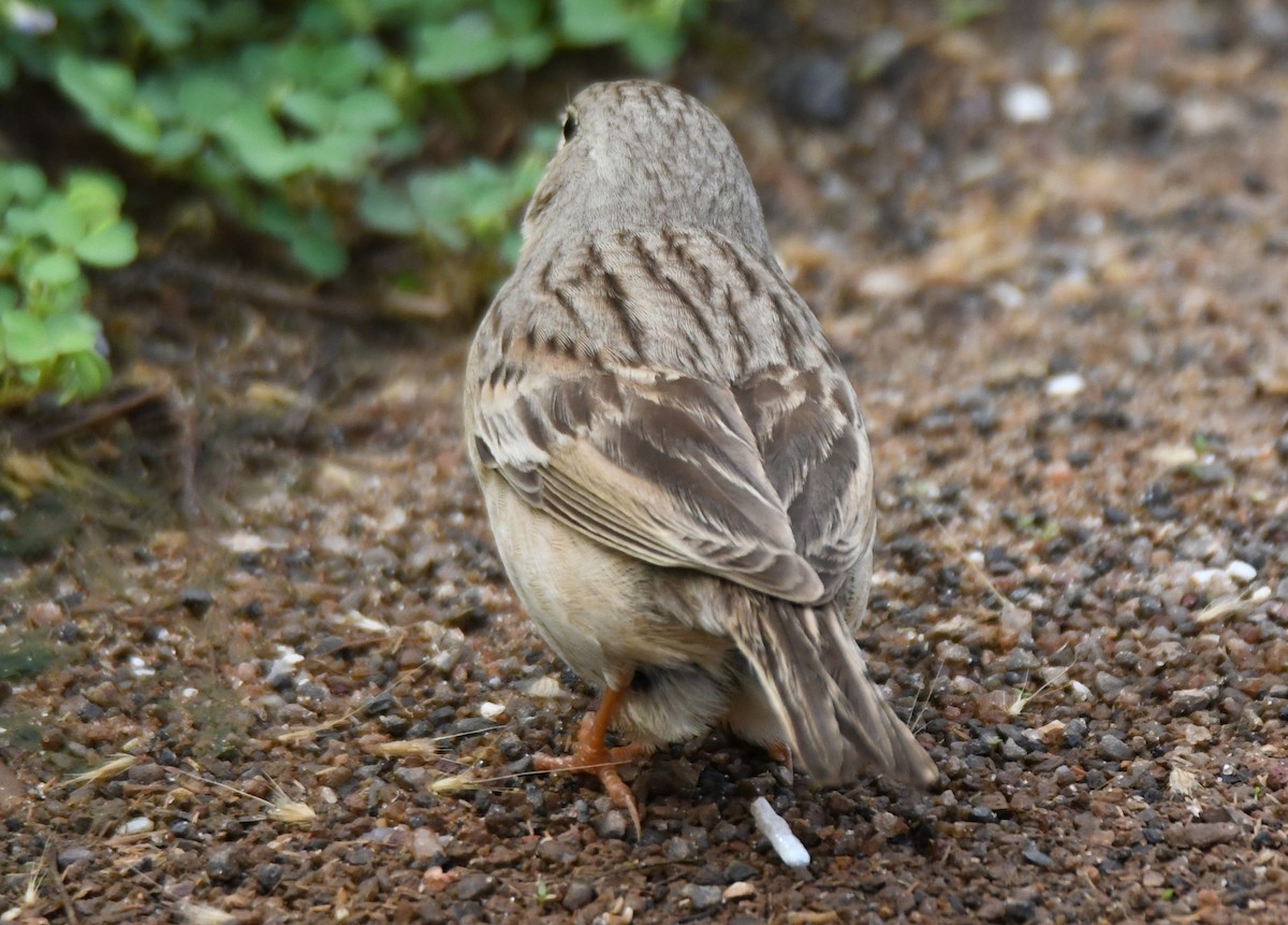 Gray-necked Bunting - ML644072024