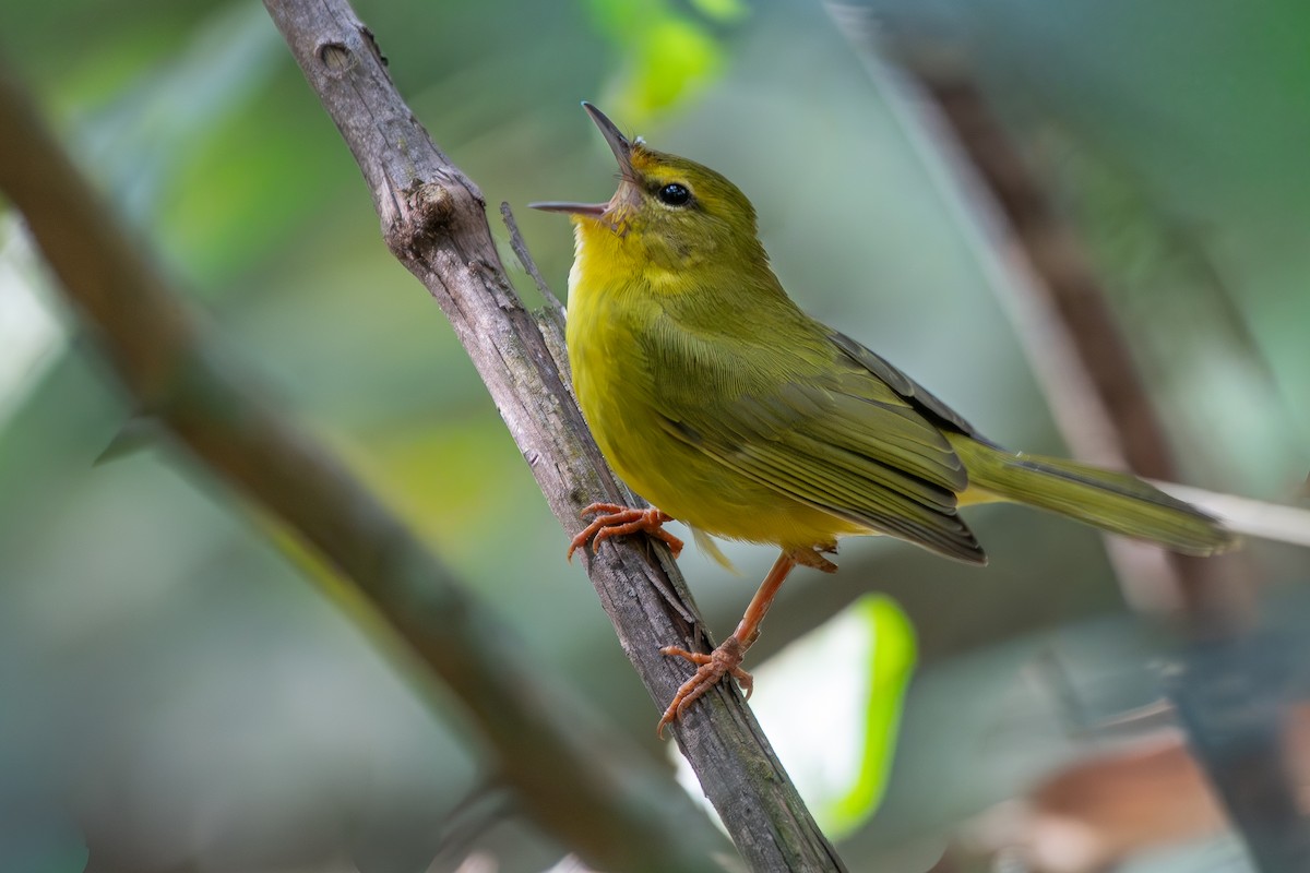 Flavescent Warbler - ML644072028