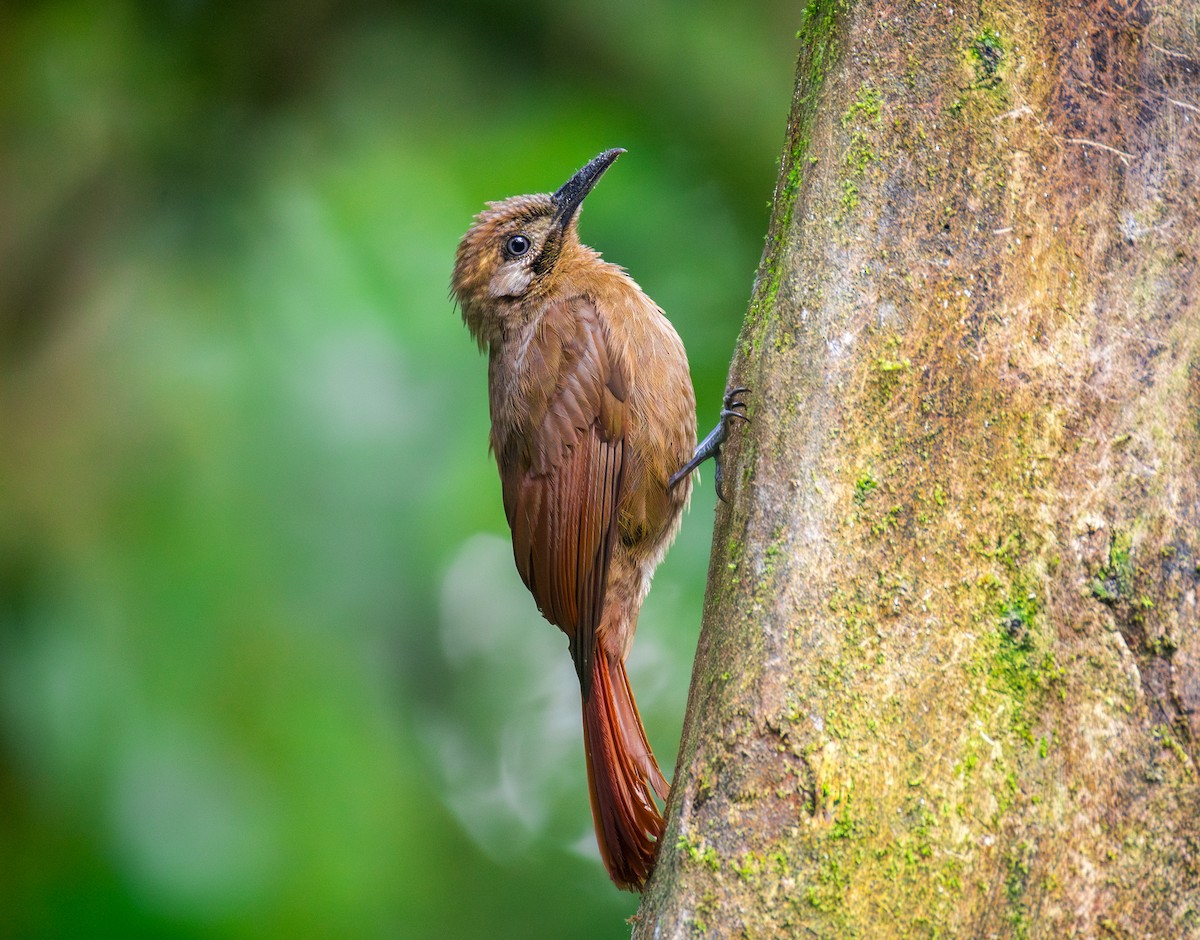 Plain-brown Woodcreeper - ML644072035