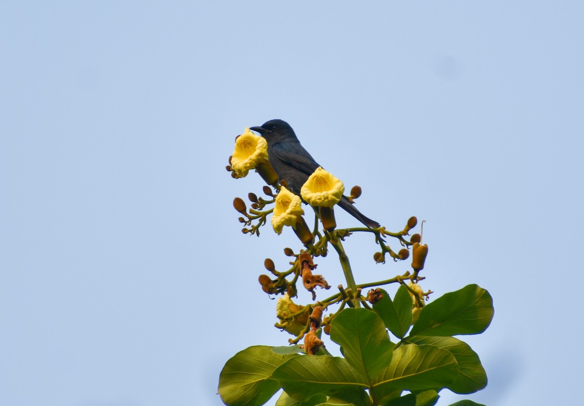 大卷尾 - ML644072039