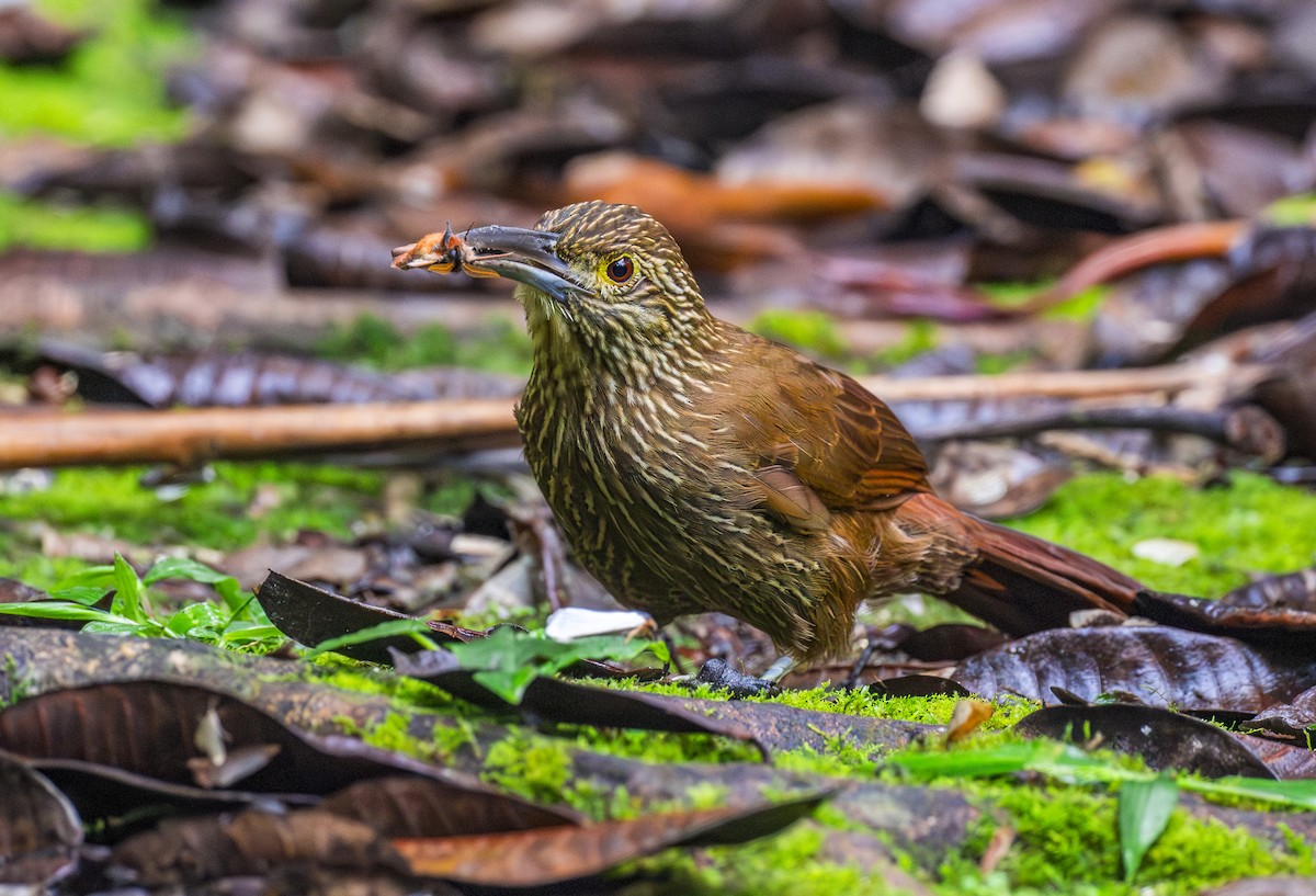 Strong-billed Woodcreeper - ML644072040