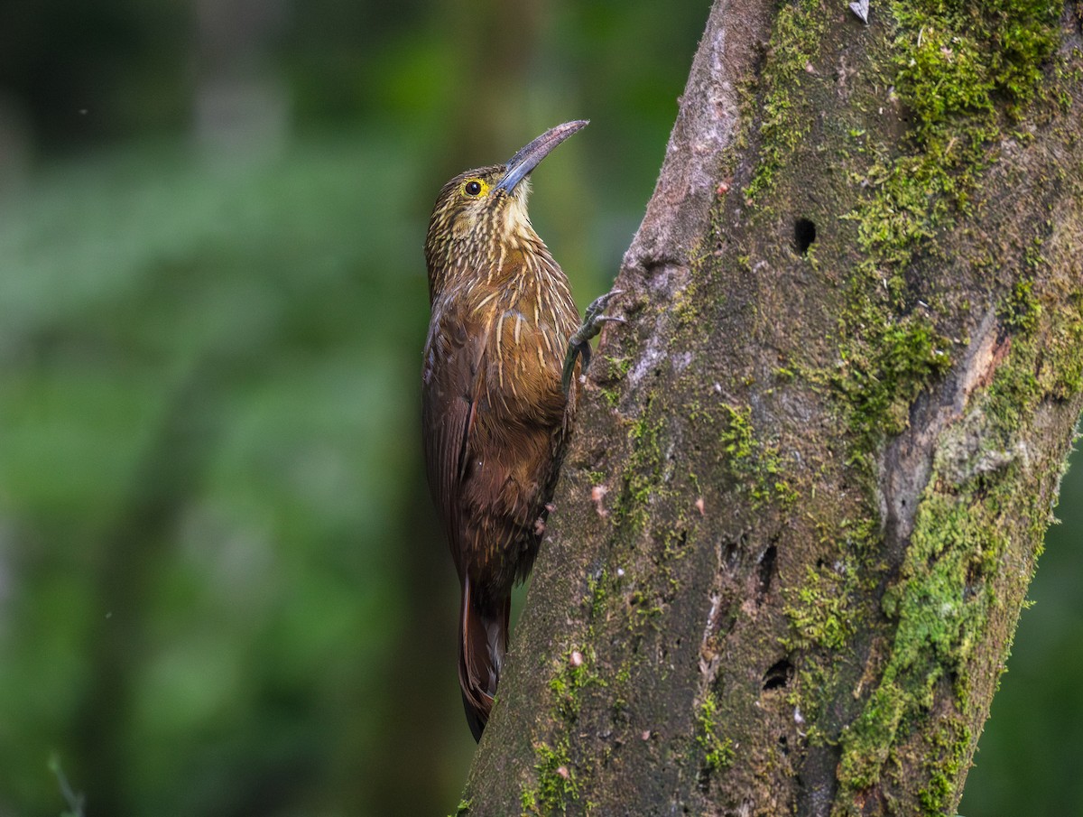 Strong-billed Woodcreeper - ML644072041