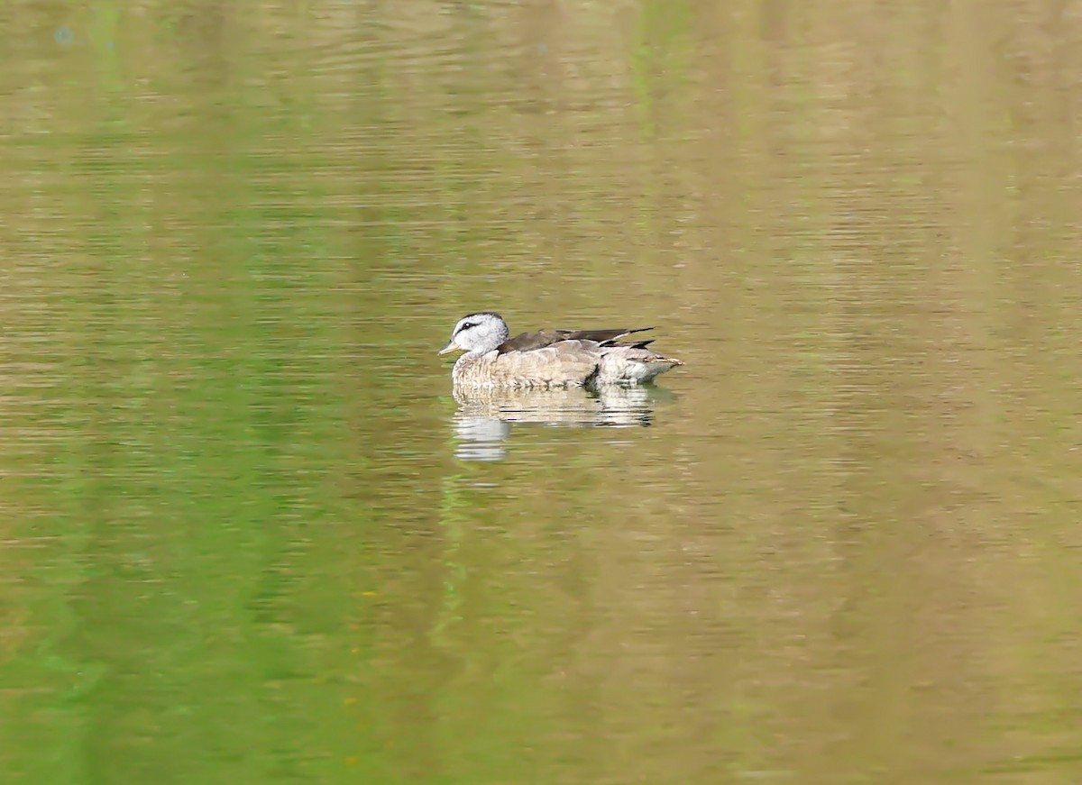 Cotton Pygmy-Goose - ML644072043