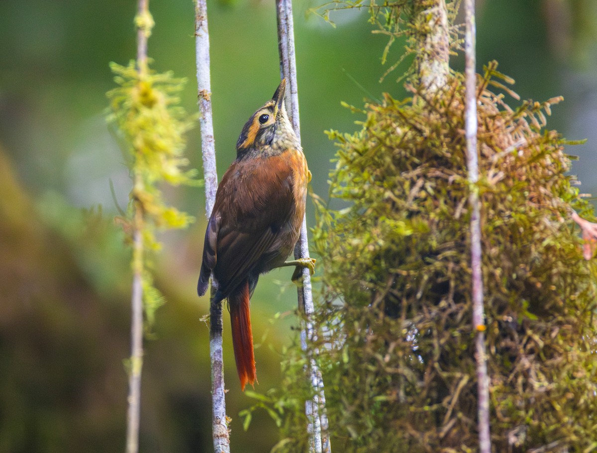 Scaly-throated Foliage-gleaner - ML644072048