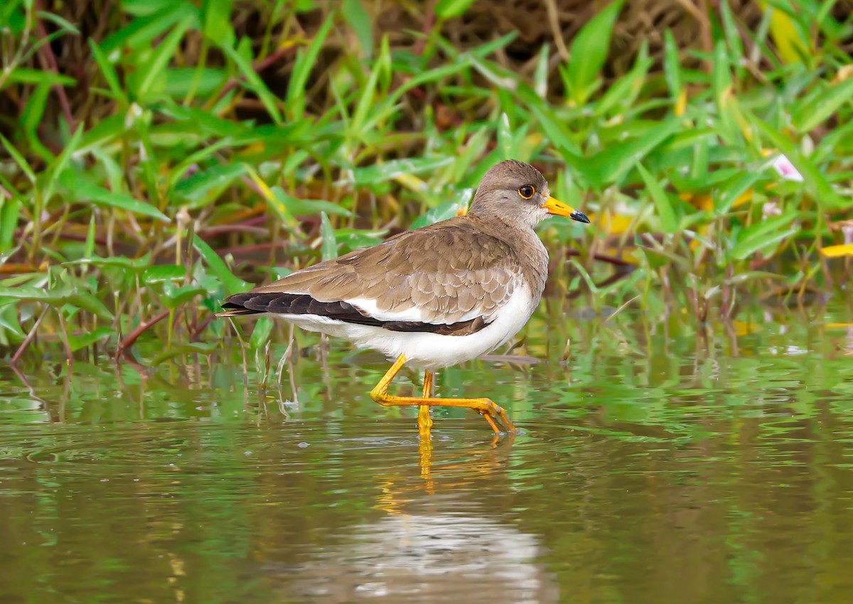 Gray-headed Lapwing - ML644072050