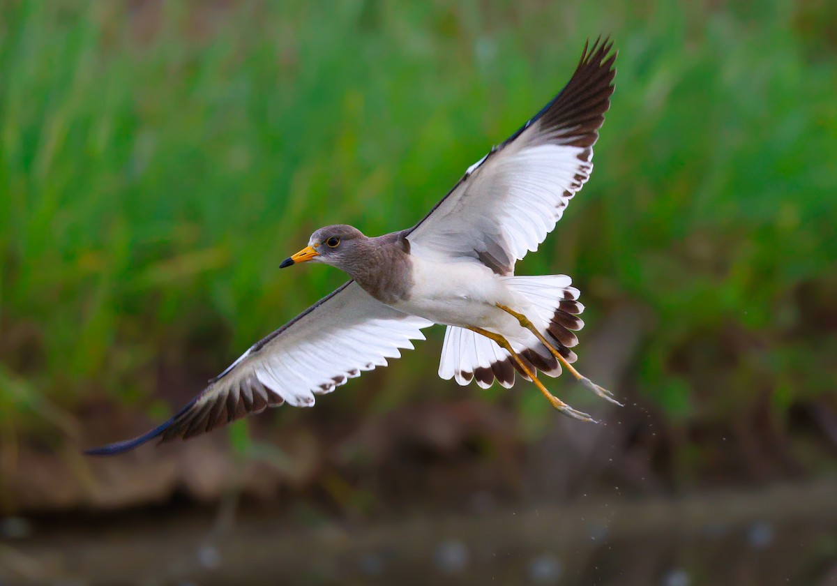 Gray-headed Lapwing - ML644072051