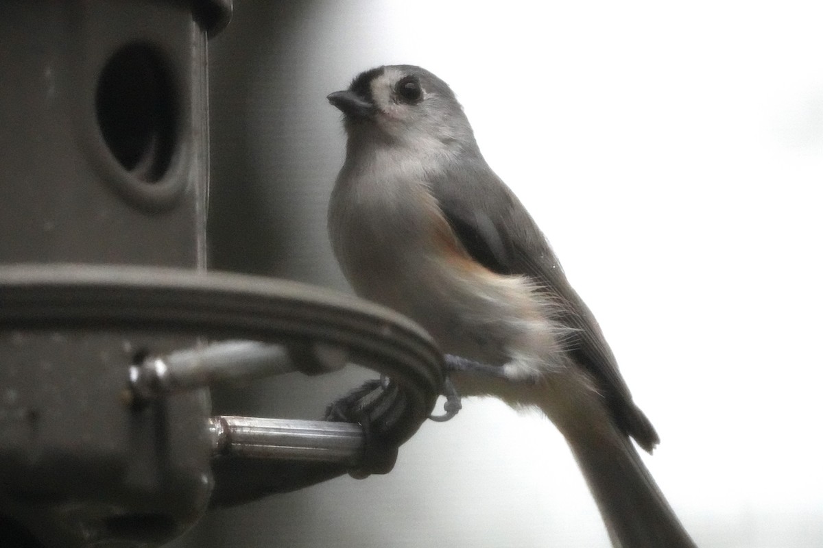 Tufted Titmouse - ML644072055