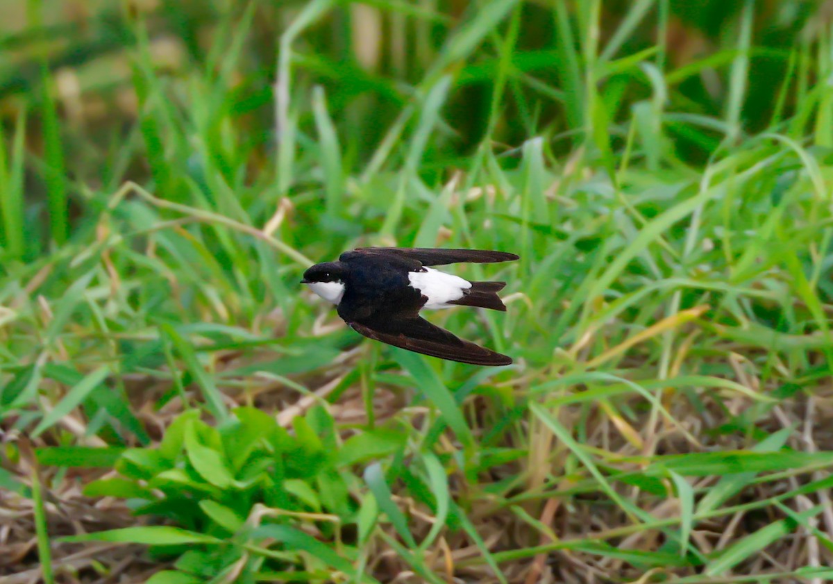 Siberian House-Martin - ML644072056