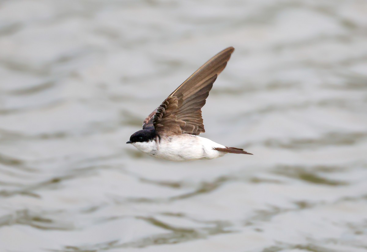 Siberian House-Martin - ML644072057