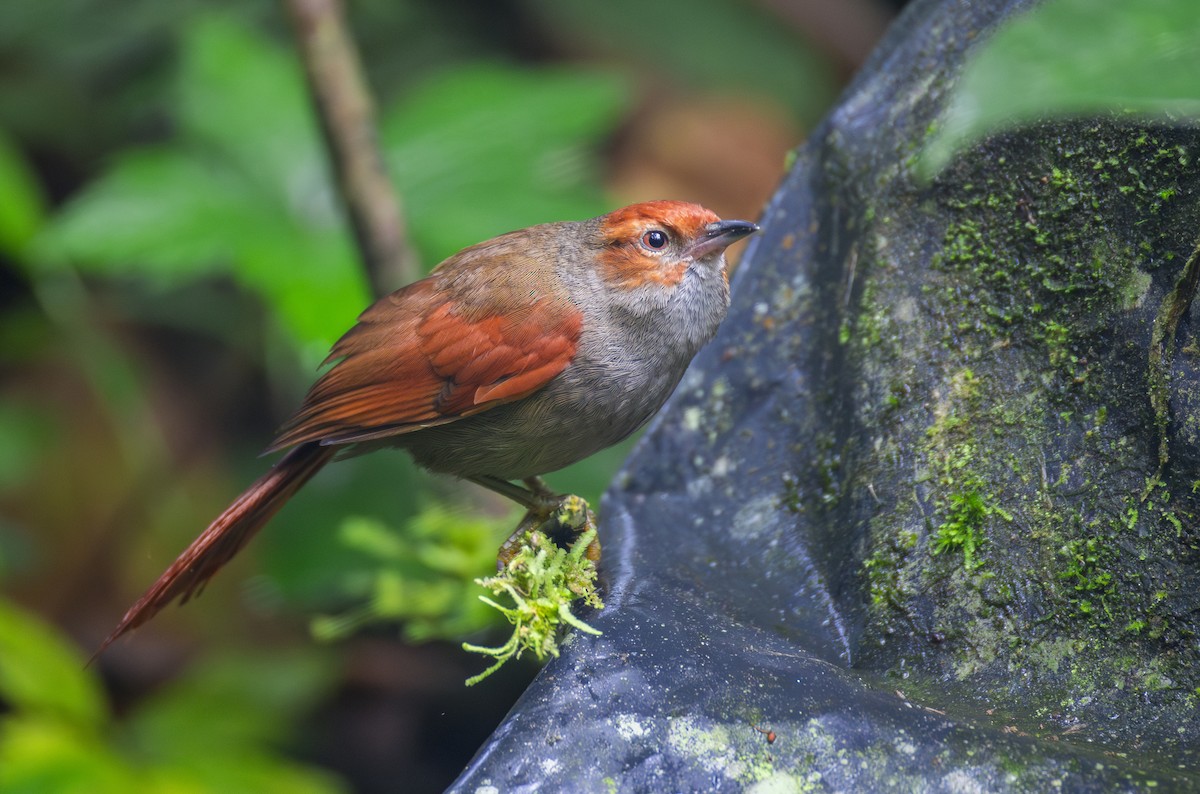 Al Yüzlü Dikenkuyruk - ML644072059