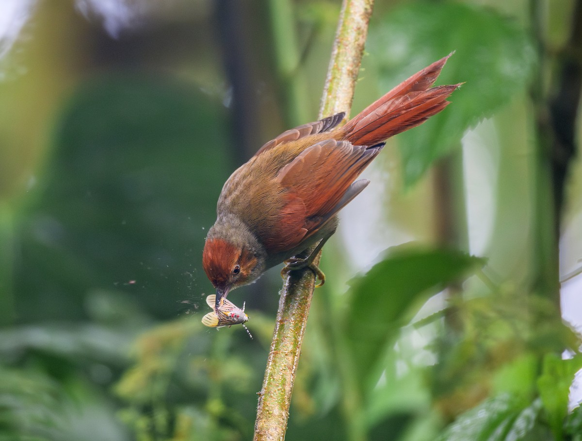 Al Yüzlü Dikenkuyruk - ML644072060