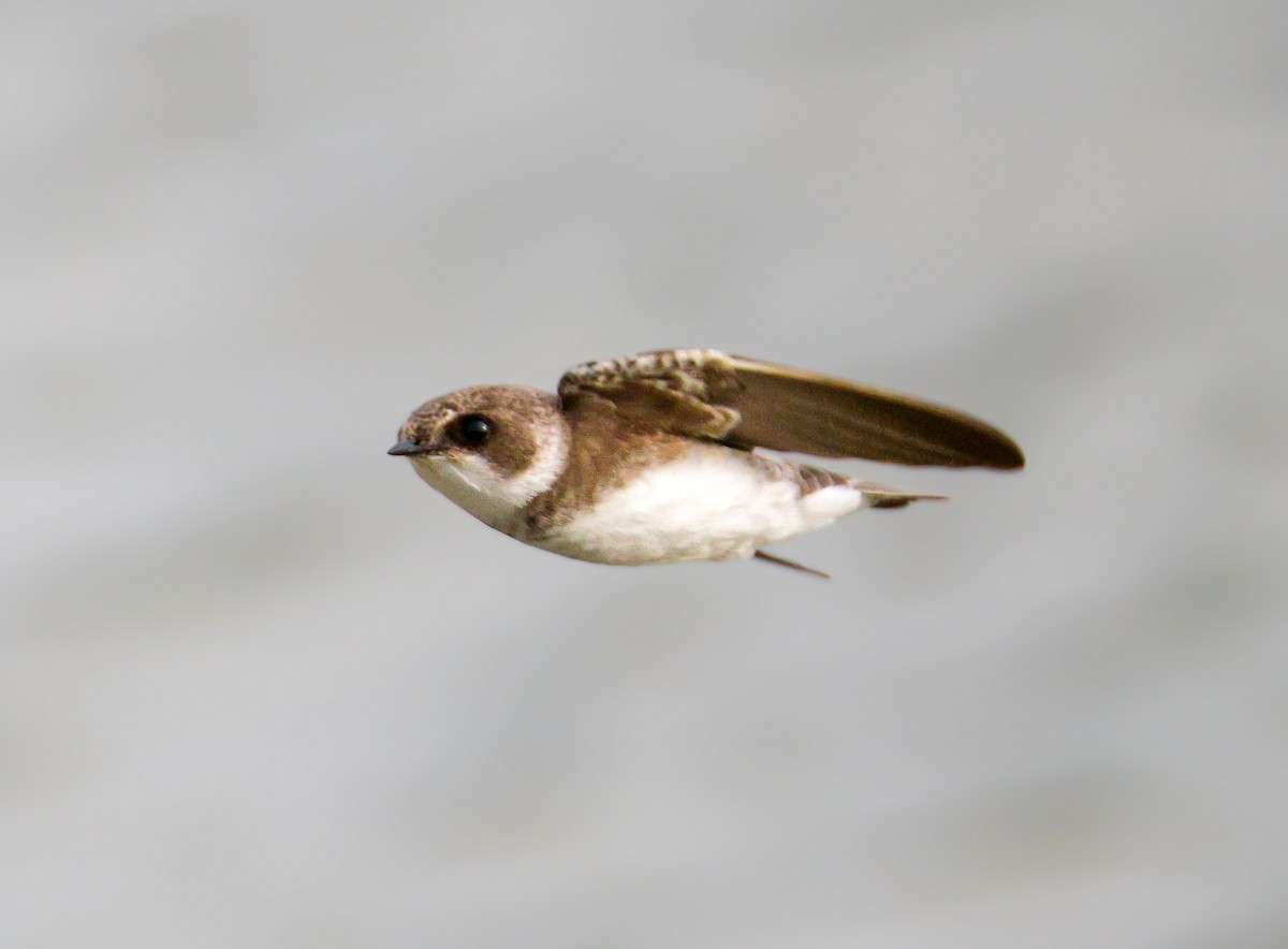 Bank Swallow - ML644072062