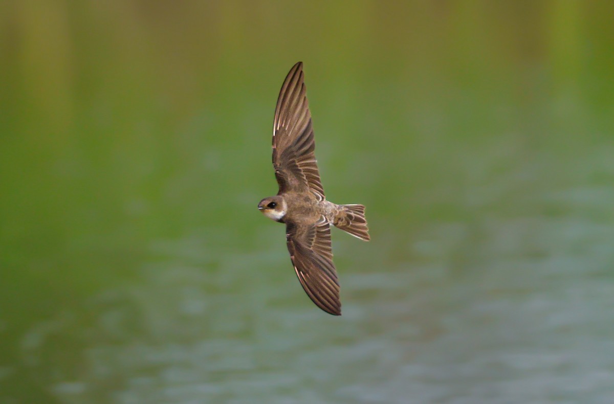Bank Swallow - ML644072063