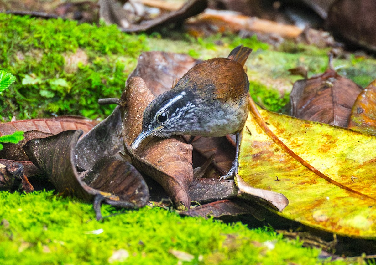 Gray-breasted Wood-Wren - ML644072068
