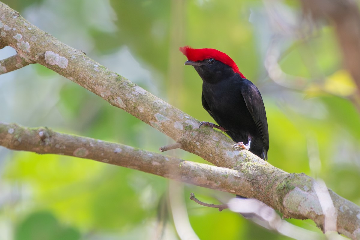 Helmeted Manakin - ML644072069