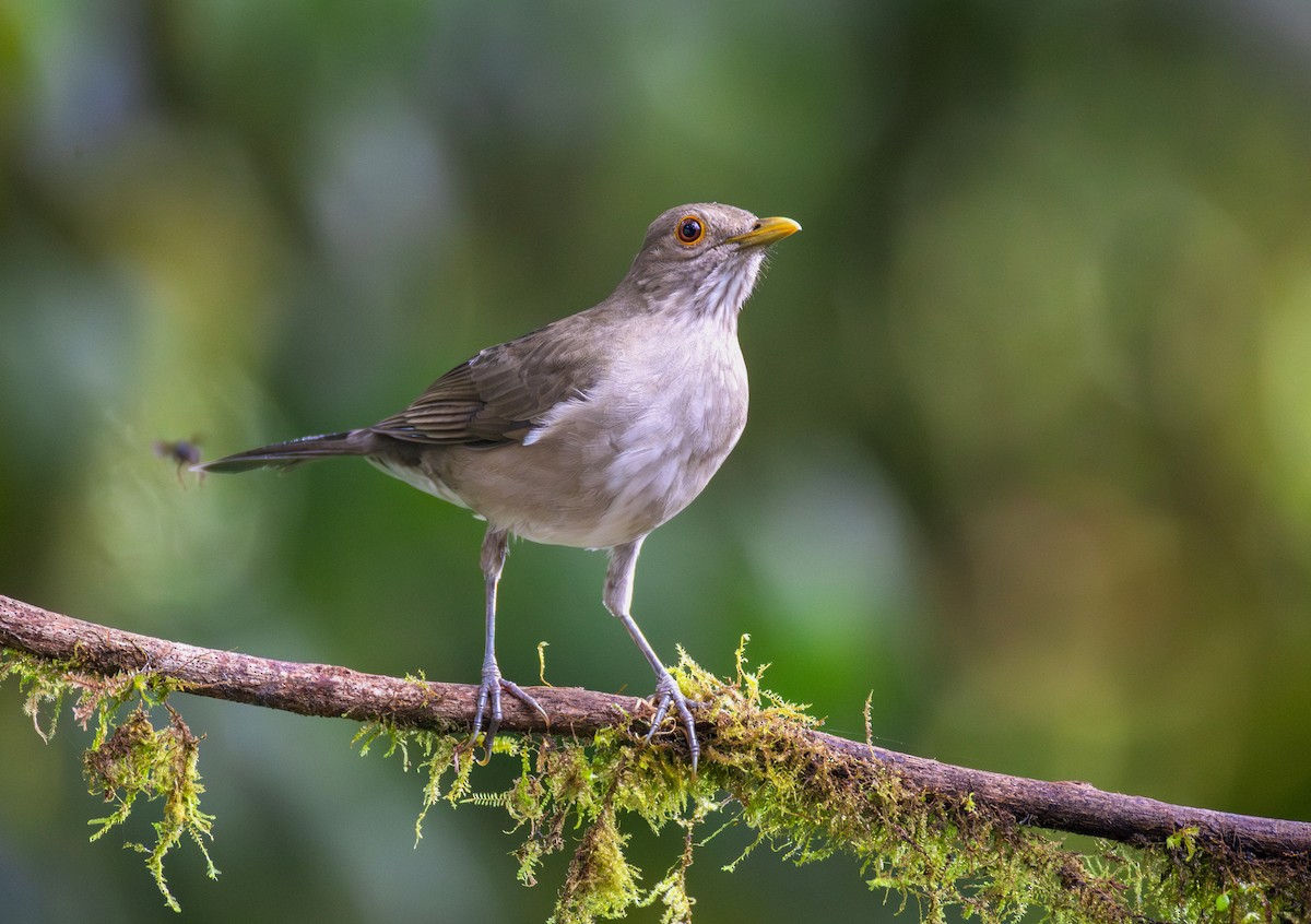 Ecuadorian Thrush - ML644072072