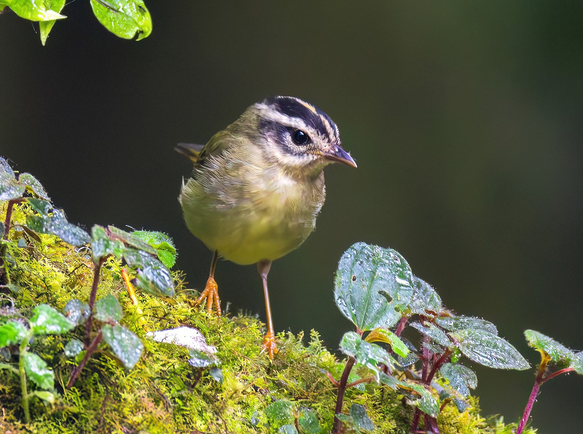Three-striped Warbler - ML644072076
