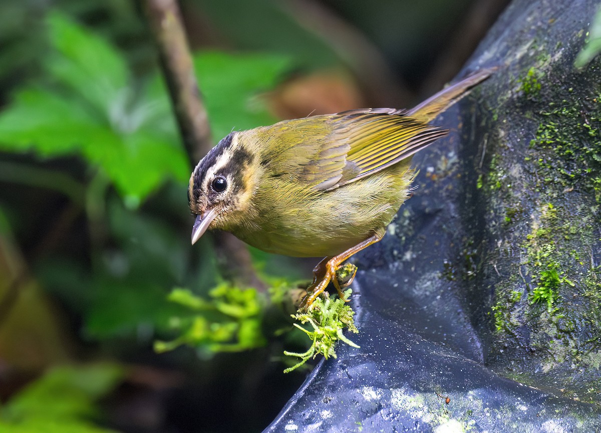 Three-striped Warbler - ML644072077