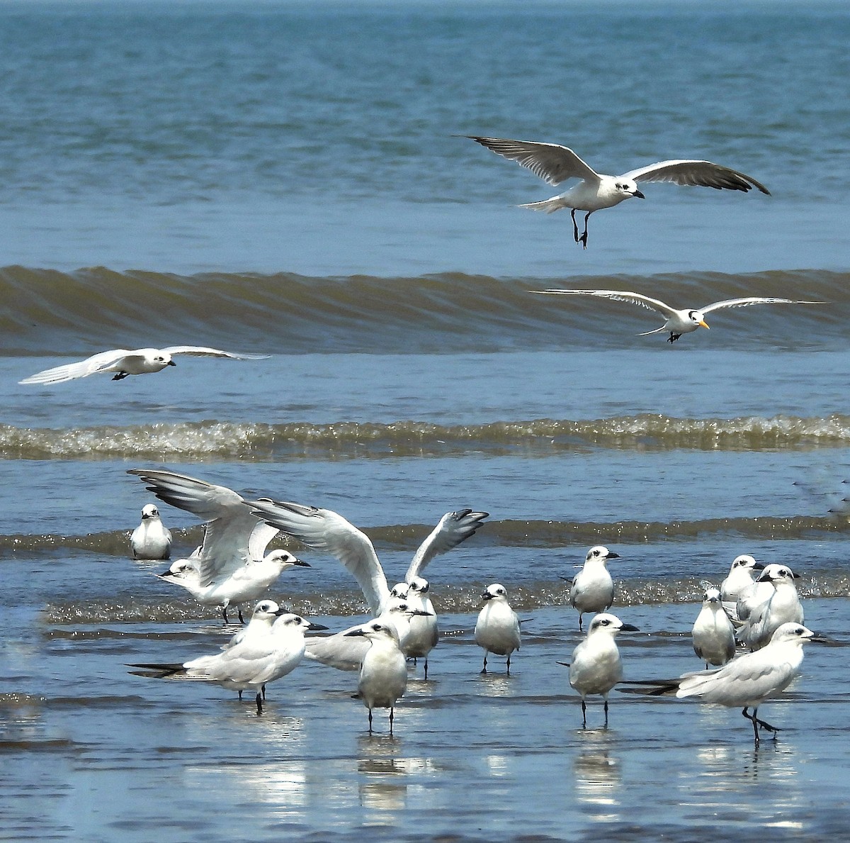Gull-billed Tern - ML644072080