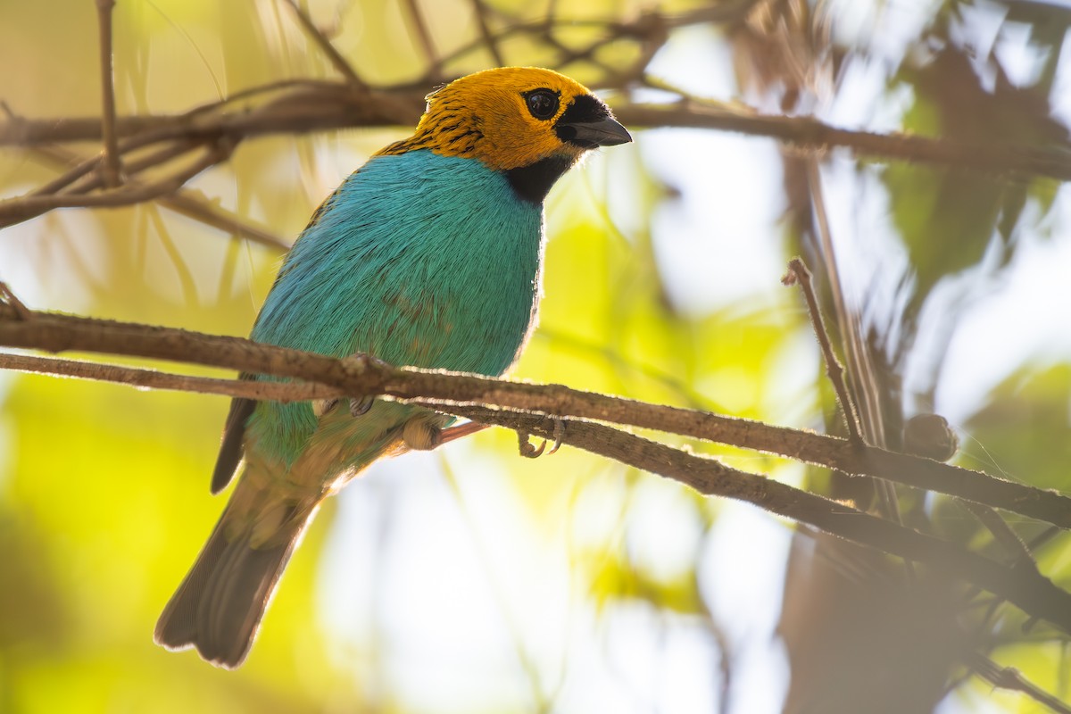 gullsnittanagar - ML644072084