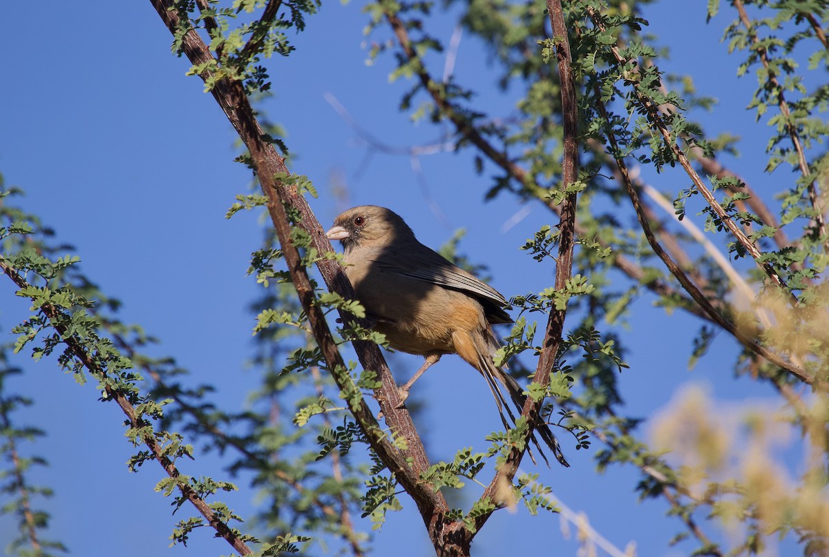 Abert's Towhee - ML644072097