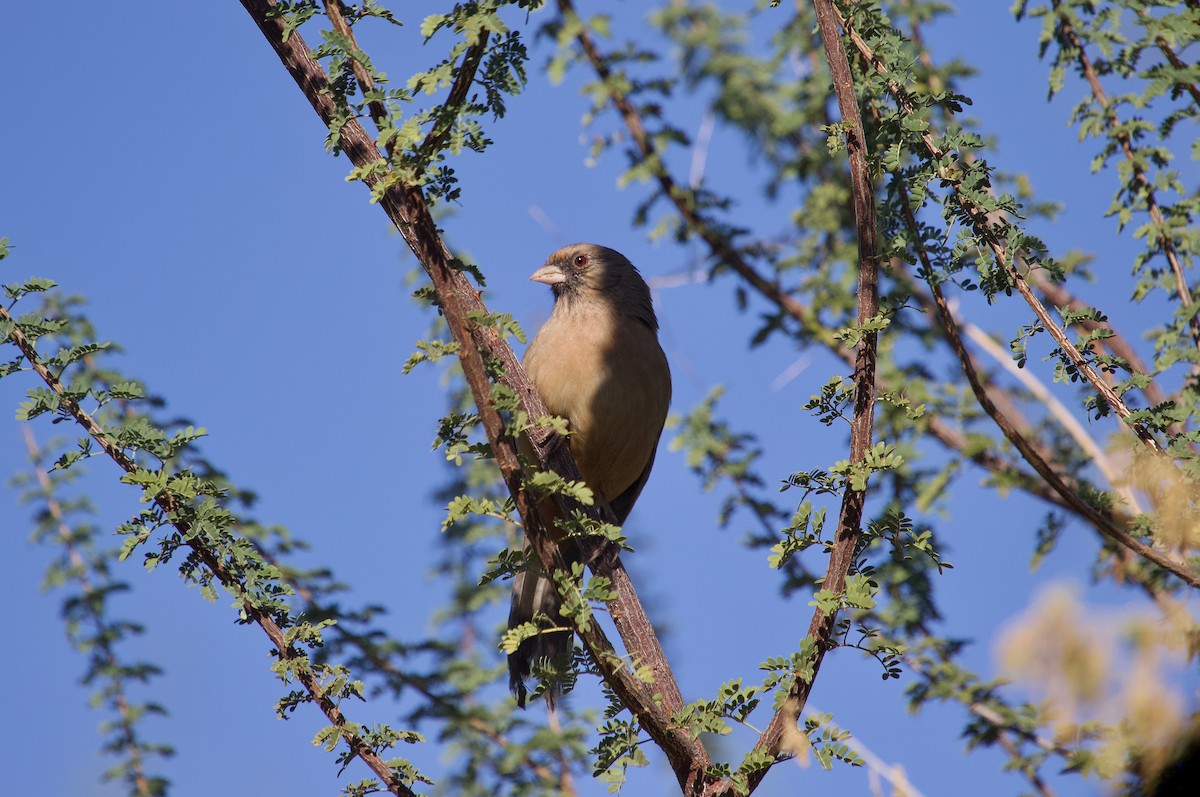 Abert's Towhee - ML644072098