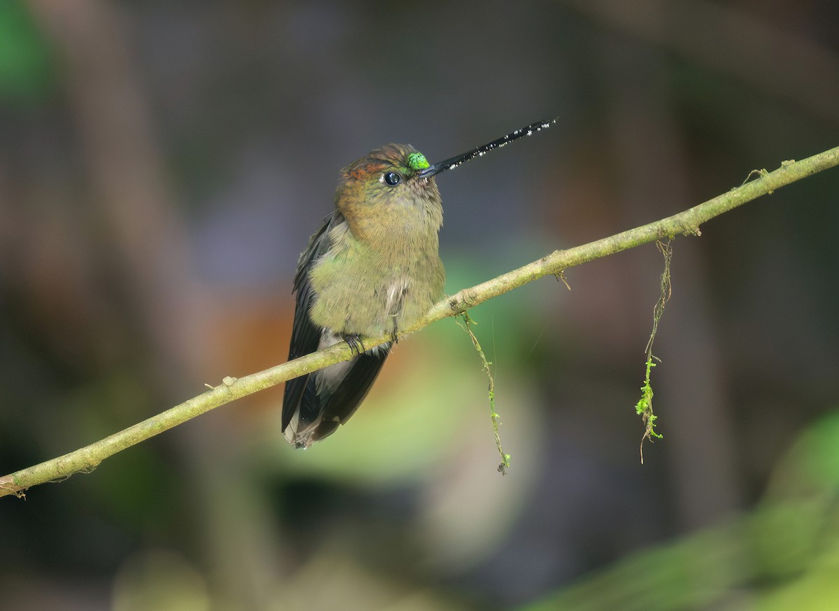 Green-fronted Lancebill - ML644072123