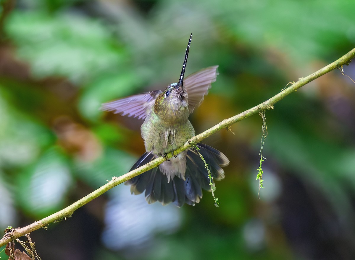 Green-fronted Lancebill - ML644072124