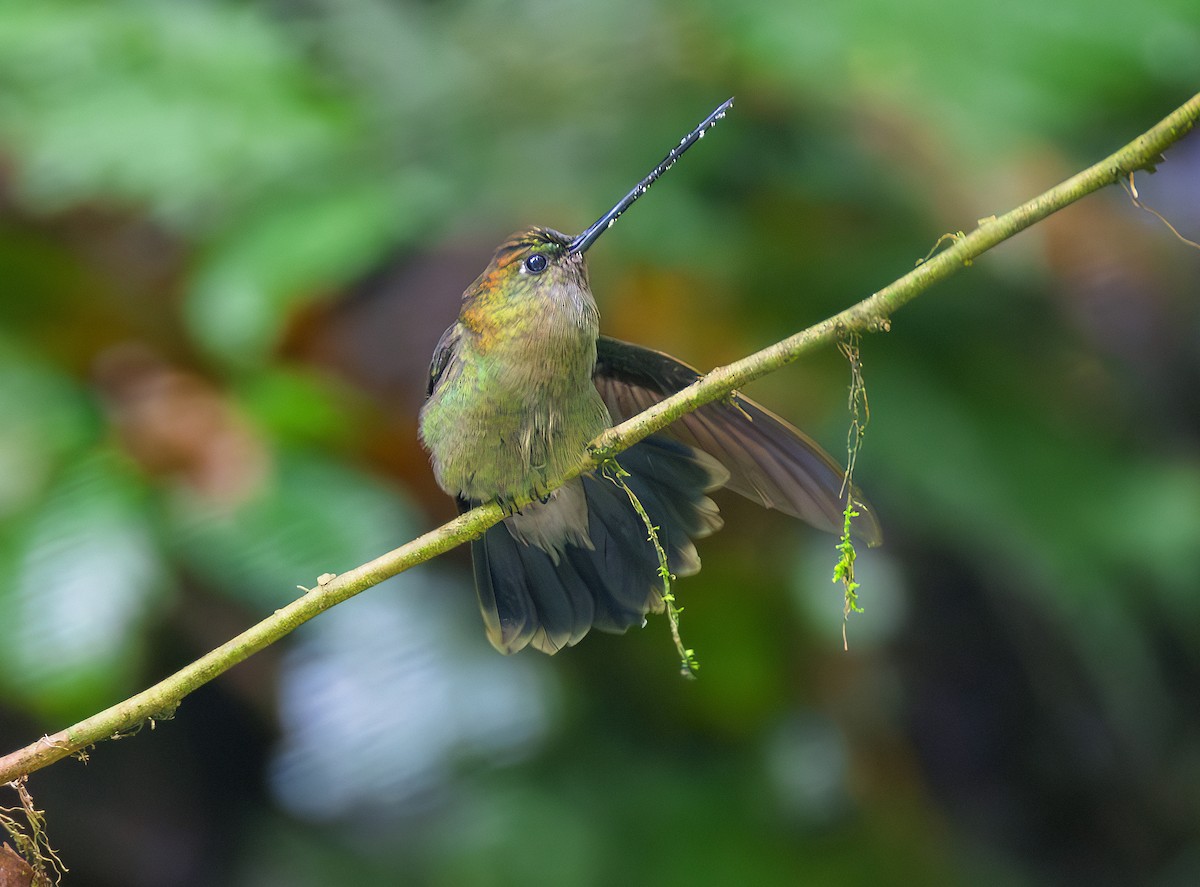 Green-fronted Lancebill - ML644072125
