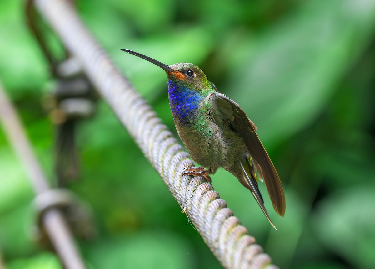 Colibri de Bouguer - ML644072135