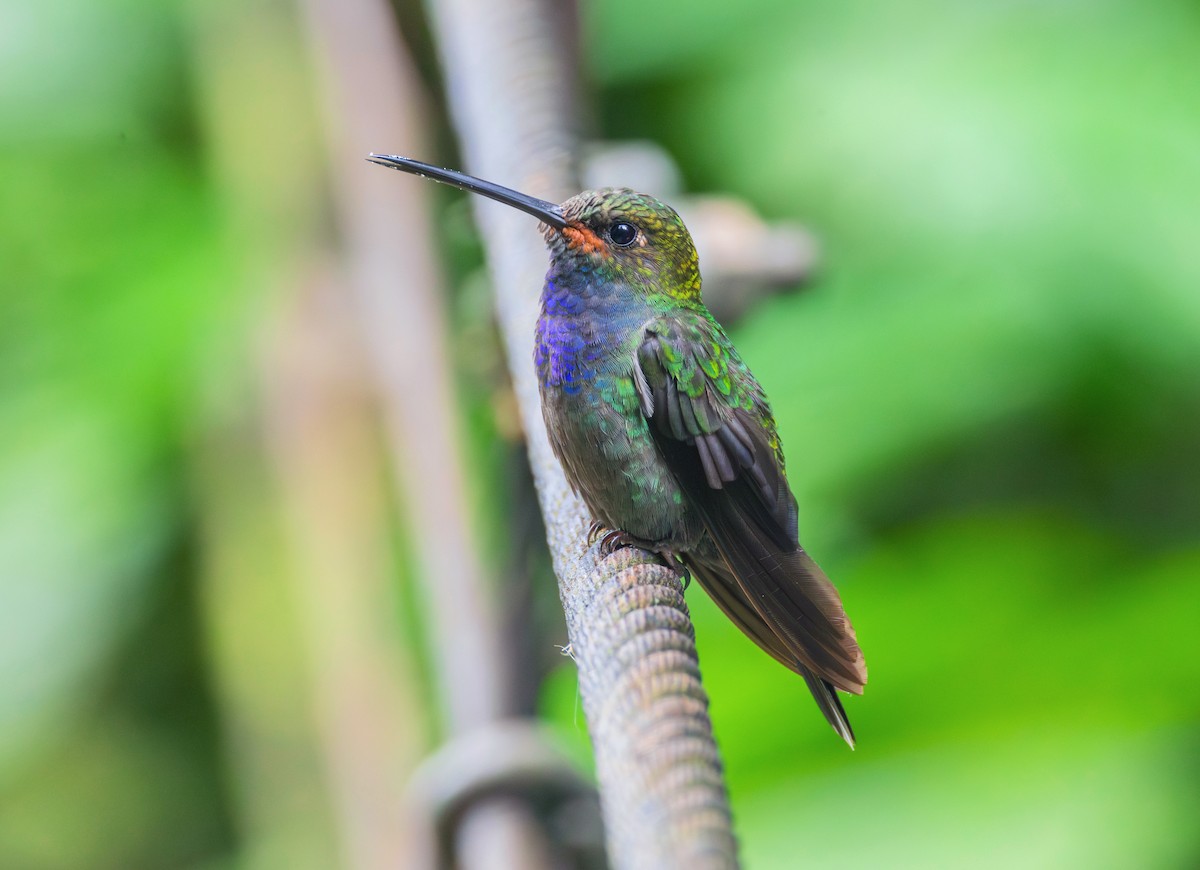 Colibri de Bouguer - ML644072136