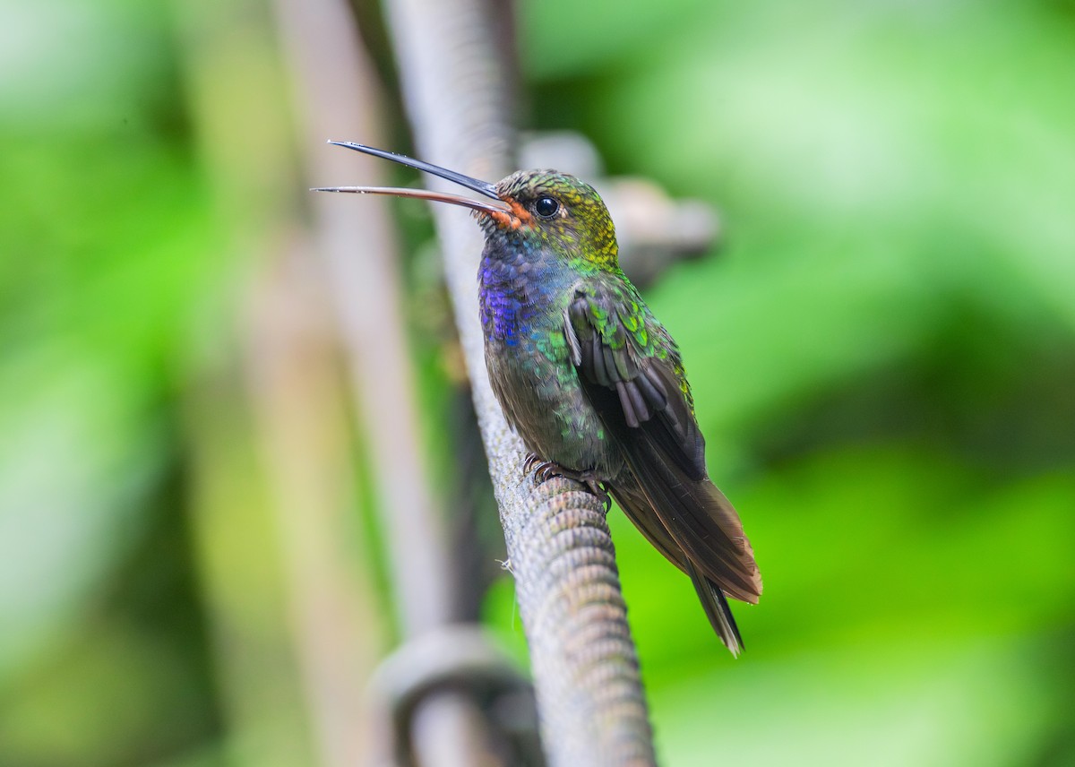 Colibri de Bouguer - ML644072137