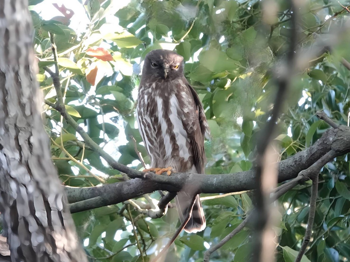 アオバズク - ML644072142