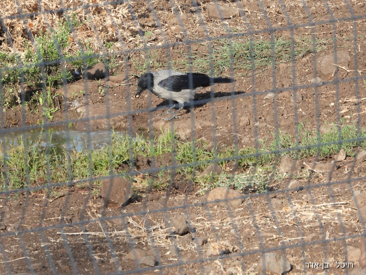 עורב אפור - ML644072193