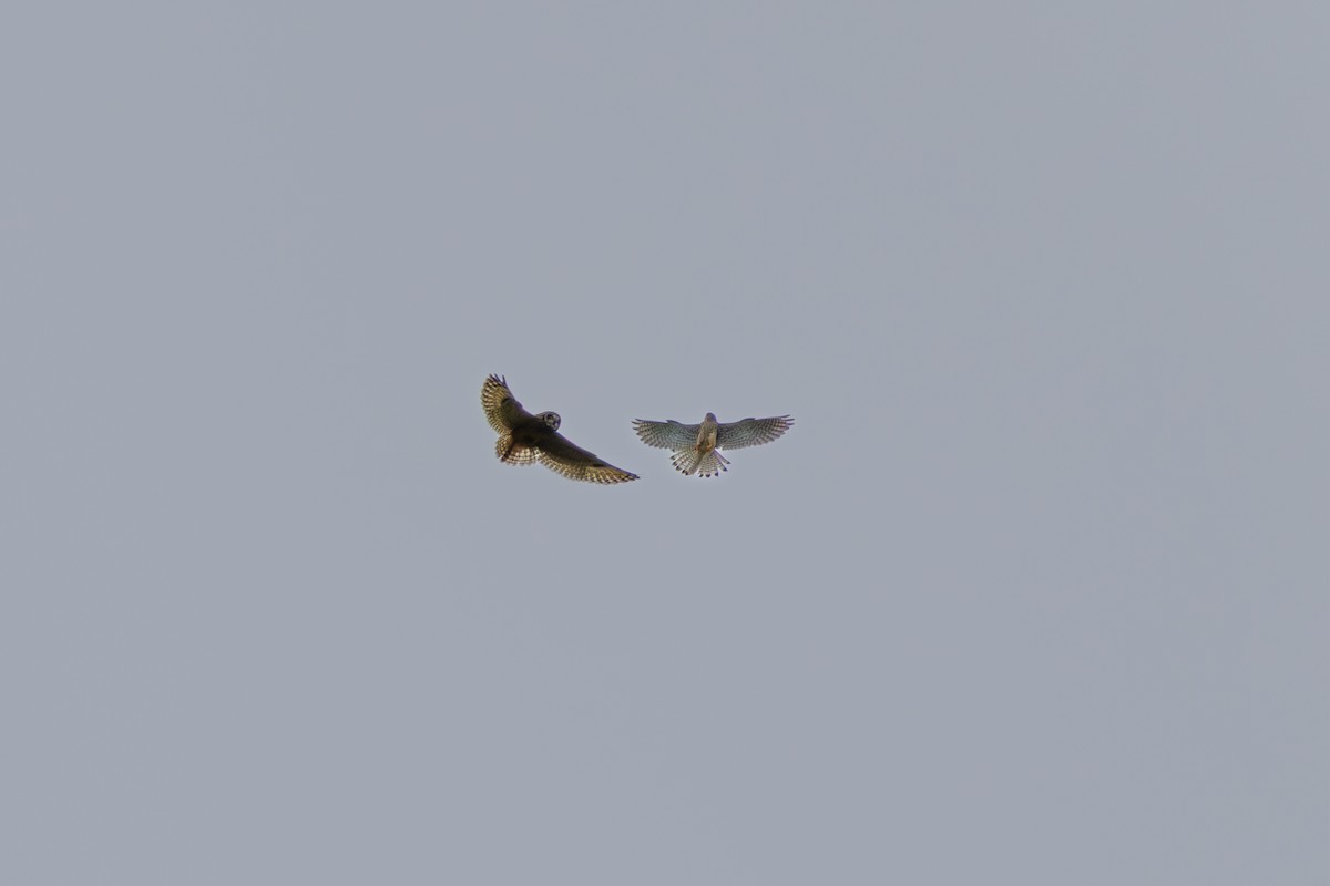 Short-eared Owl - ML644072197