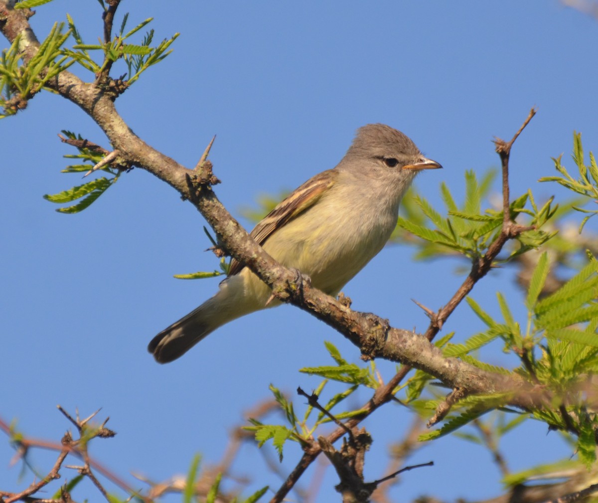 Southern Beardless-Tyrannulet - ML644072198