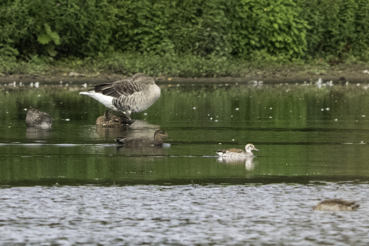 Rotschulterente - ML644072234