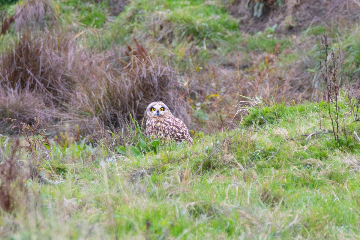 Short-eared Owl - ML644072235