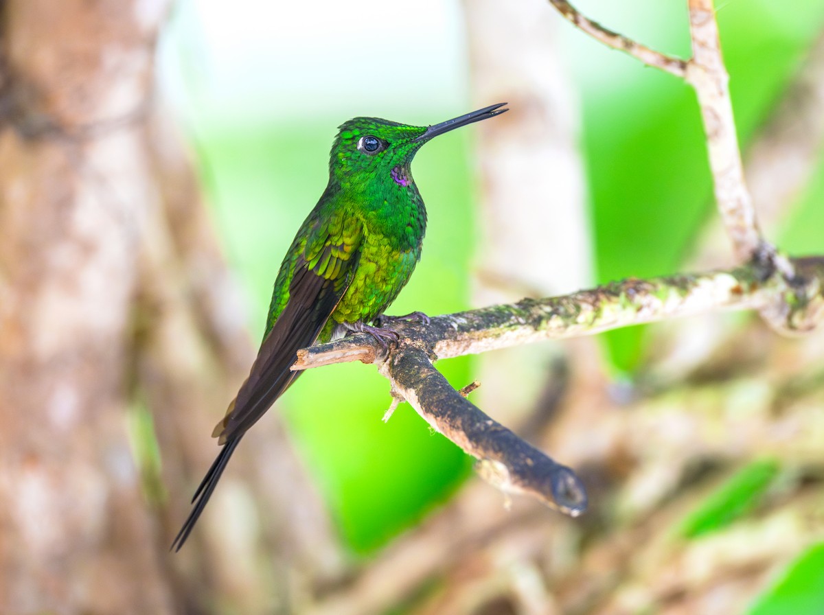 İmparator Pırıltı - ML644072259